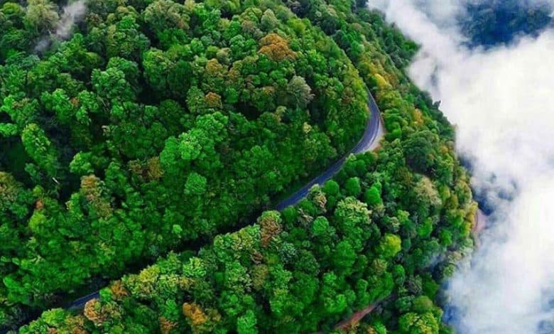 تور طبیعت‌گردی جنگل‌های گیلان